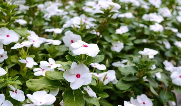 White Flowers Periwinkle Garden Beautiful Flower Beds Flowering Shrubs — Stok fotoğraf
