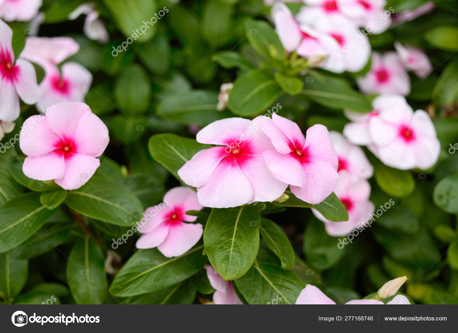 Rosa Blumen Periwinkle Garten Schone Blumenbeete Mit Bluhenden