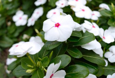 White flowers periwinkle in the garden. Beautiful flower beds with flowering shrubs.