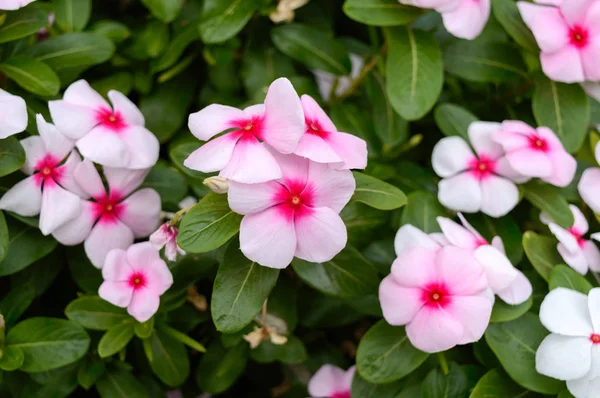Rosa Blommor Periwinkle Trädgården Vackra Blomsterrabatter Med Blommande Buskar — Stockfoto