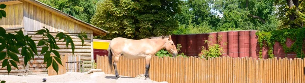 普热瓦尔斯基在动物园的野马是珍稀濒危的野马亚种 一匹马站在院子的中间 — 图库照片