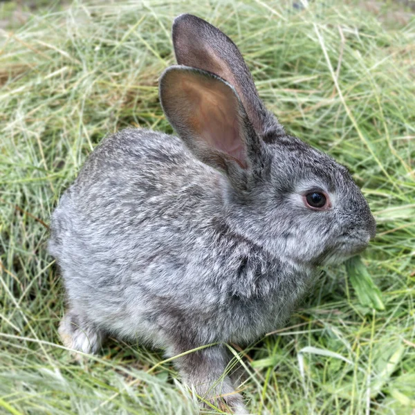 Graue Kaninchen Sitzen Auf Einem Haufen Gemähten Grases Haustiere — Stockfoto