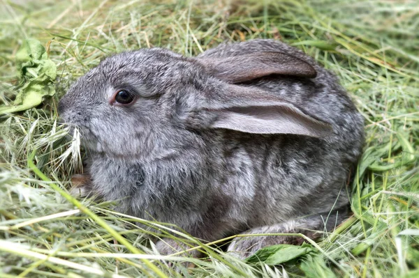 Graue Kaninchen Sitzen Auf Einem Haufen Gemähten Grases Haustiere — Stockfoto