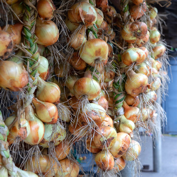Hanging onion bulbs are tied in a bunch. The process of drying freshly harvesting onions.