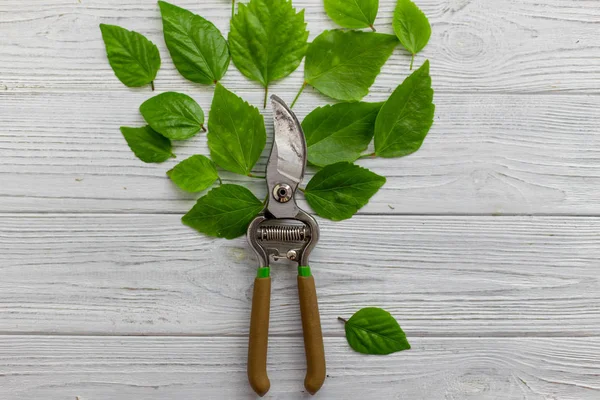 A tree from a garden pruner and green leaves on a white rustic wooden background. Pruning plants in the garden. Gardening, creative concept. Top view.