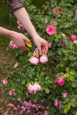 Kız yaz günü güneş bahçesinde secateurs ile bush (gül desenli) budamak. Yetişmek kuru gül çiçek. Kadın portre el.