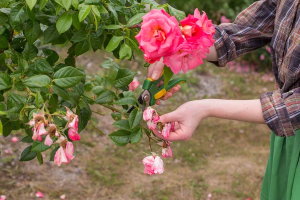 Chica Podar Arbusto Rosa Con Tijeras Podar Jardín Día Verano — Foto de Stock