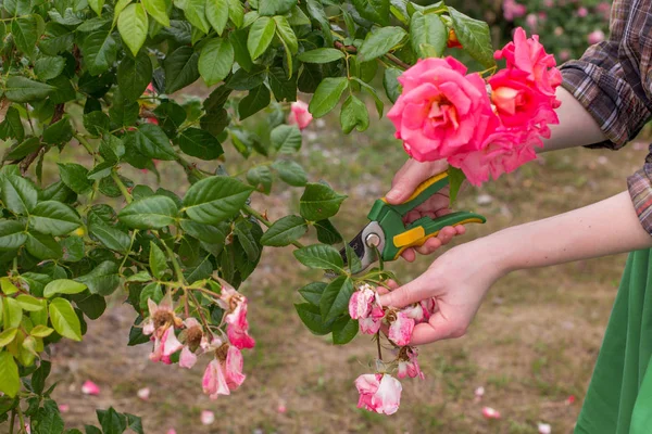 Mädchen Schneidet Sonnigen Sommertagen Den Strauch Rose Mit Der Gartenschere — Stockfoto