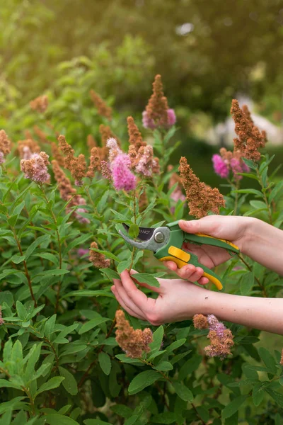 Menina Corta Arbusto Spirea Com Tesouras Jardim Dia Verão Sol — Fotografia de Stock