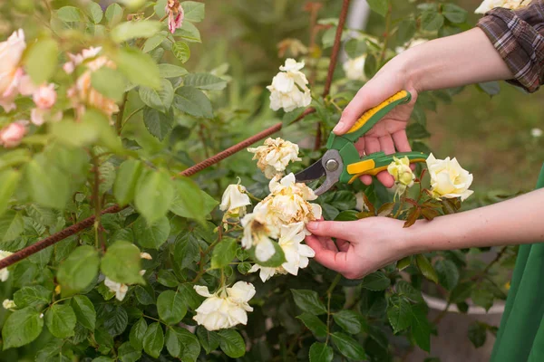 Mädchen Schneiden Den Strauch Rose Mit Der Gartenschere Garten Sonnigen — Stockfoto