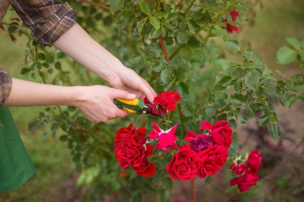 Menina Corta Arbusto Rosa Com Tesouras Jardim Dia Verão Sol — Fotografia de Stock