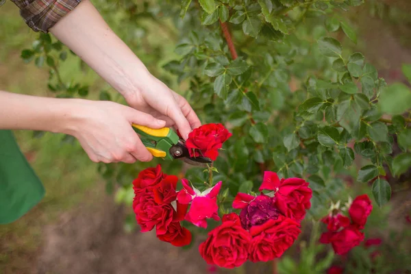 Menina Podar Arbusto Rosa Com Tesouras Jardim Dia Verão Sol — Fotografia de Stock
