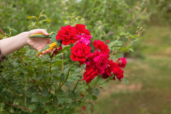 Mädchen Schneiden Den Strauch Rose Mit Der Gartenschere Garten Sonnigen — Stockfoto