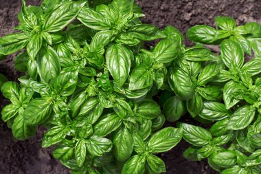 Bahçede organik yeşil fesleğen tesisi