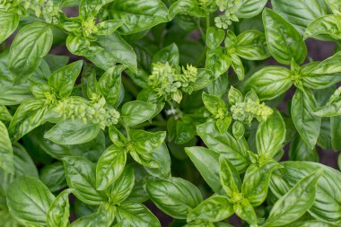 Bahçede taze organik yeşil fesleğen tesisi