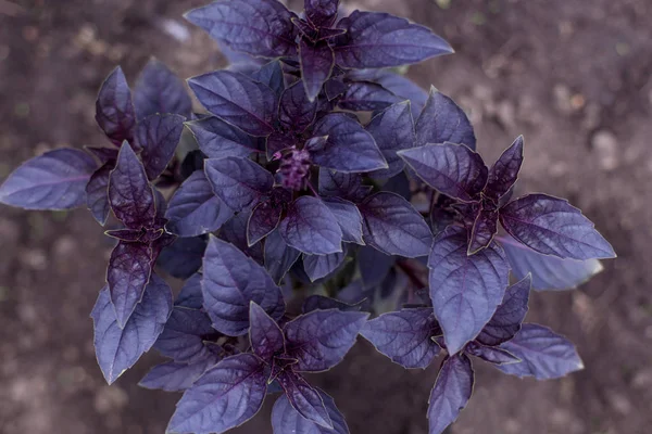 Свежий органический фиолетовый базилик в саду — стоковое фото