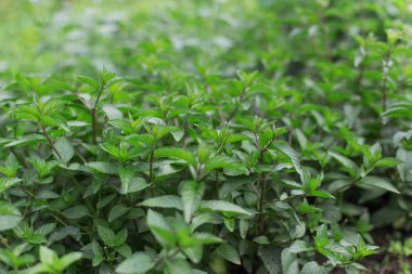 Bahçede büyüyen taze yeşil nane