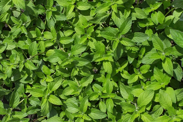 Fresh green mint growing in the garden — Stock Photo, Image