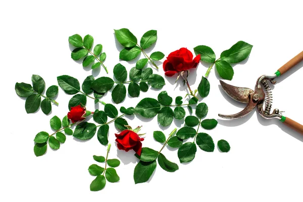 Poda de plantas en el jardín. Rosas aisladas . — Foto de Stock