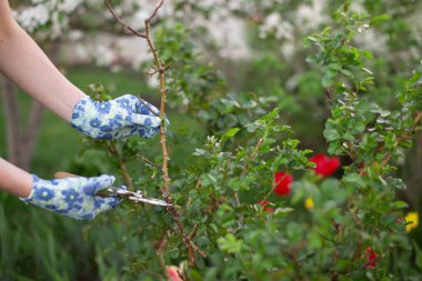 İlkbaharda bahçede budama ve kesme tesisi