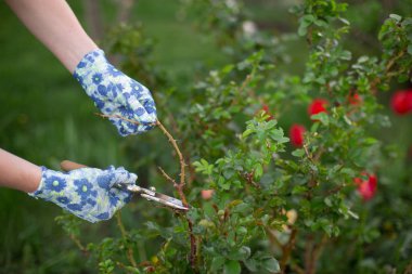 İlkbaharda bahçede budama ve kesme tesisi