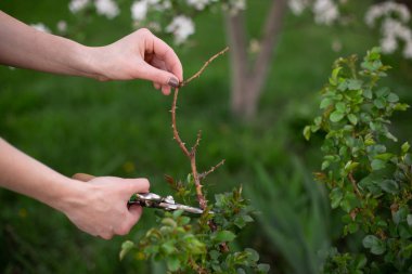 İlkbaharda bahçede budama ve kesme tesisi