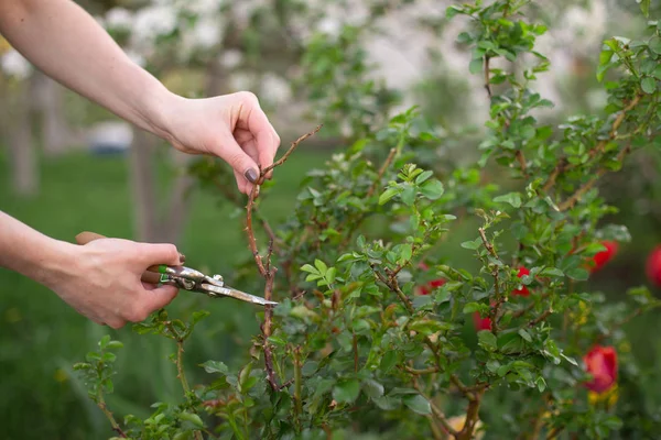 Schnitt- und Schnittpflanze im Garten im Frühjahr — Stockfoto