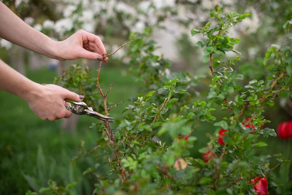 Schnitt- und Schnittpflanze im Garten im Frühjahr — Stockfoto