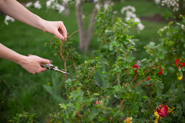 Schnitt- und Schnittpflanze im Garten im Frühjahr — Stockfoto