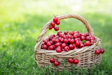 Rustik bir sepet içinde olgun kırmızı kiraz