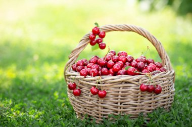 Rustik bir sepet içinde olgun kırmızı kiraz