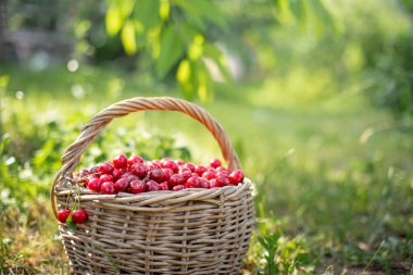 Rustik bir sepet içinde olgun kırmızı kiraz