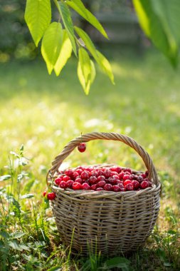 Rustik bir sepet içinde olgun kırmızı kiraz