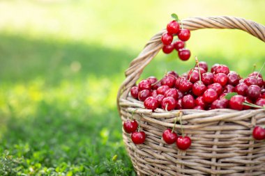 Rustik bir sepet içinde olgun kırmızı kiraz