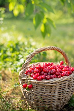 Rustik bir sepet içinde olgun kırmızı kiraz