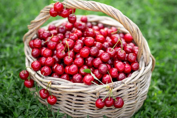 Ripe red cherries in a rustic basket — Stock Photo, Image
