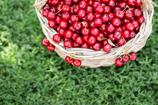 Cerises rouges mûres dans un panier rustique — Photo