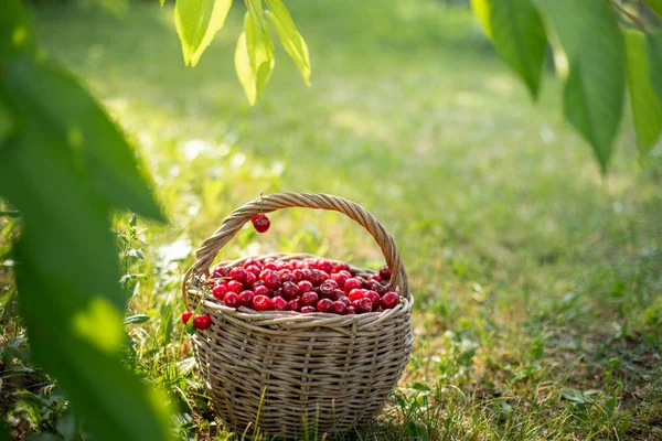 Ripe red cherries in a rustic basket — Stock Photo, Image