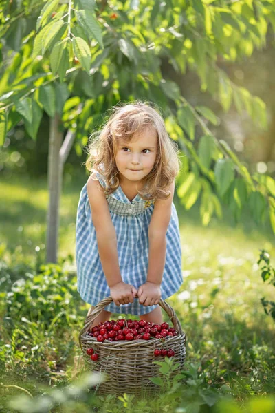 Rijpe en zoete zomer bessen in de boomgaard — Stockfoto