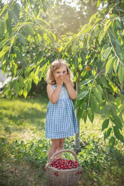 Meyve bahçesinde olgun ve tatlı yaz meyveleri