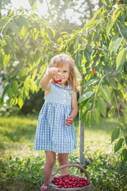 Meyve bahçesinde olgun ve tatlı yaz meyveleri