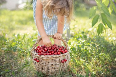 Meyve bahçesinde olgun ve tatlı yaz meyveleri