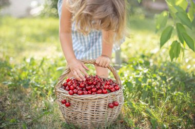 Meyve bahçesinde olgun ve tatlı yaz meyveleri