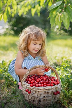 Meyve bahçesinde olgun ve tatlı yaz meyveleri