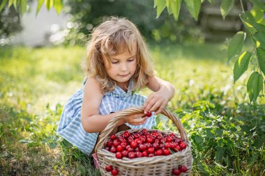 Meyve bahçesinde olgun ve tatlı yaz meyveleri