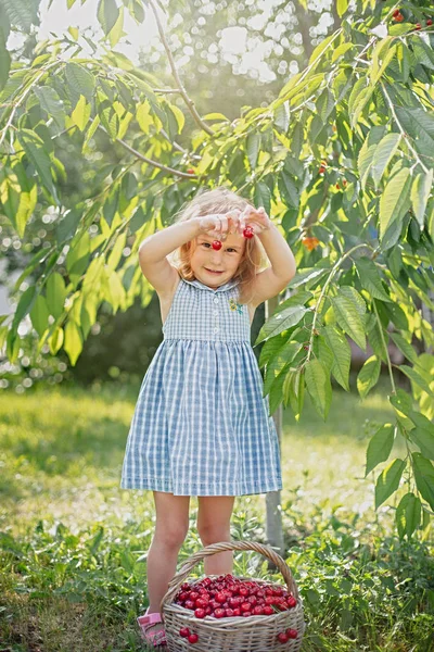 Meyve bahçesinde olgun ve tatlı yaz meyveleri — Stok fotoğraf