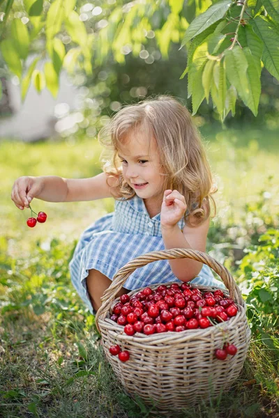 Meyve bahçesinde olgun ve tatlı yaz meyveleri — Stok fotoğraf