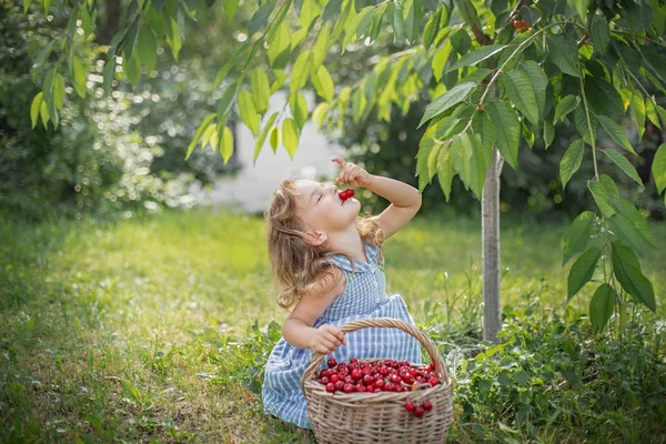 Meyve bahçesinde olgun ve tatlı yaz meyveleri — Stok fotoğraf