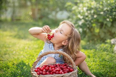 Meyve bahçesinde olgun ve tatlı yaz meyveleri