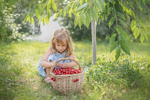 Meyve bahçesinde olgun ve tatlı yaz meyveleri — Stok fotoğraf